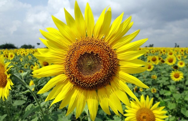 Pixabay - sunflower