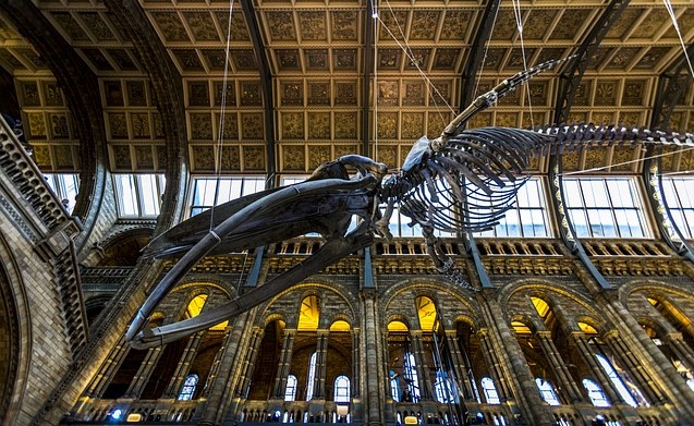 Pixabay - London Natural History Museum 